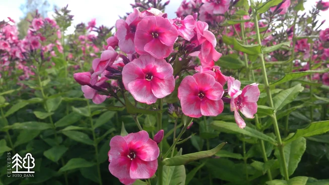 Phlox paniculata   'Stars and Stripes'